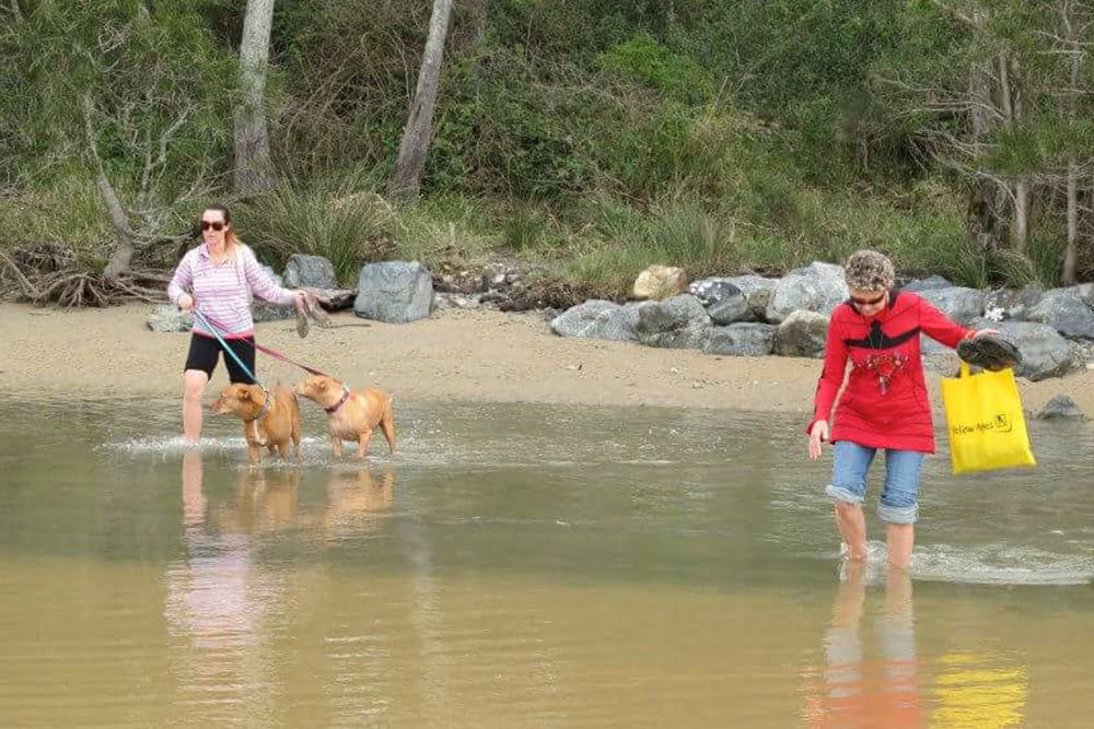 Dog beach pet friendly accommodation New South Wales