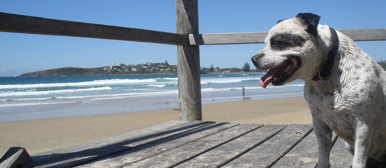 Pet friendly beach near Woolgoolga & Coffs Harbour